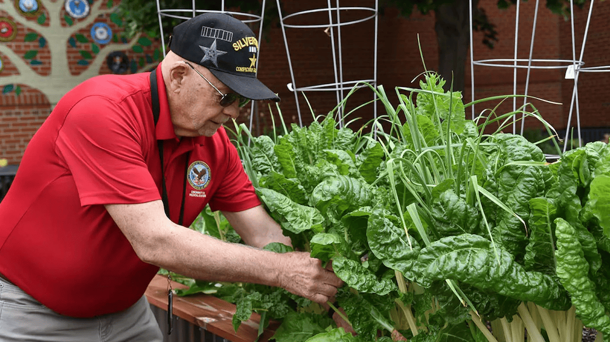 military veterans working together in a therapeutic community garden