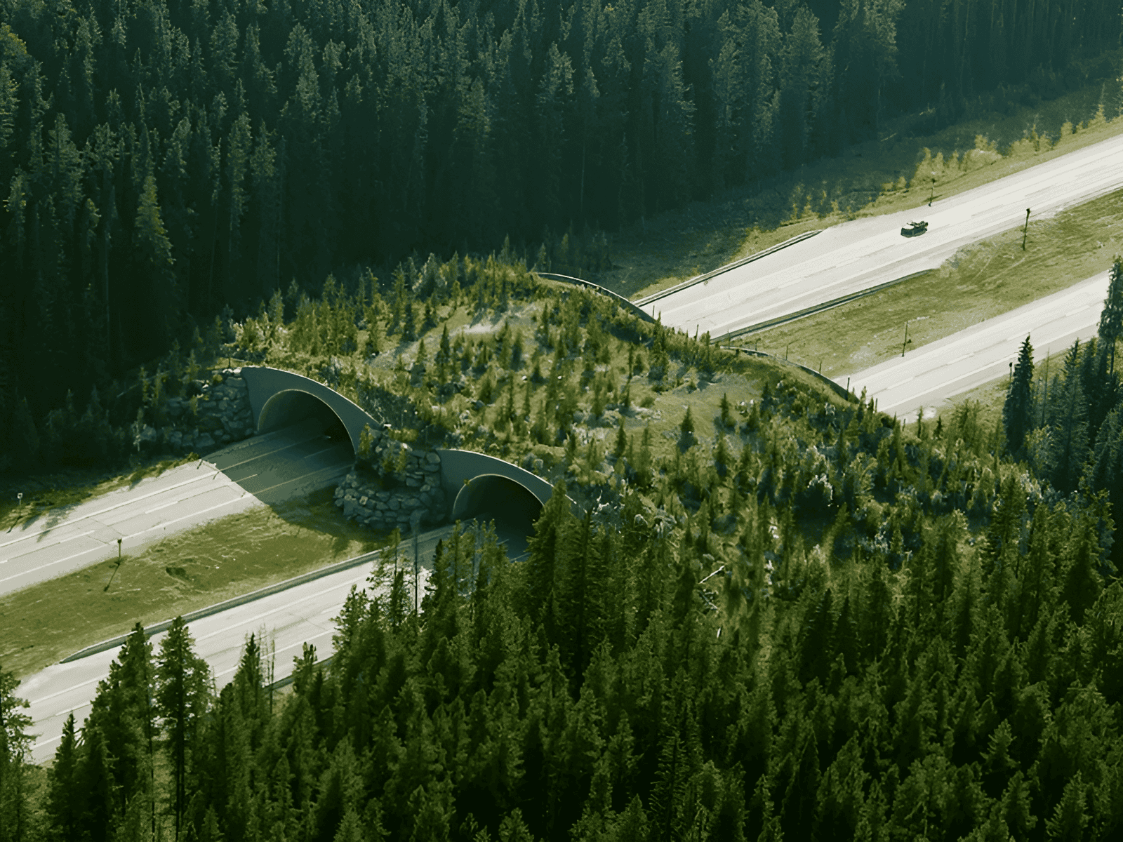 Wildlife corridor bridge helping animals cross a highway safely