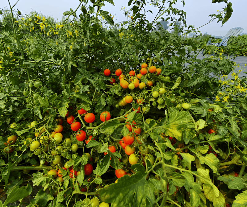 tomato volcano growing in blaine community garden