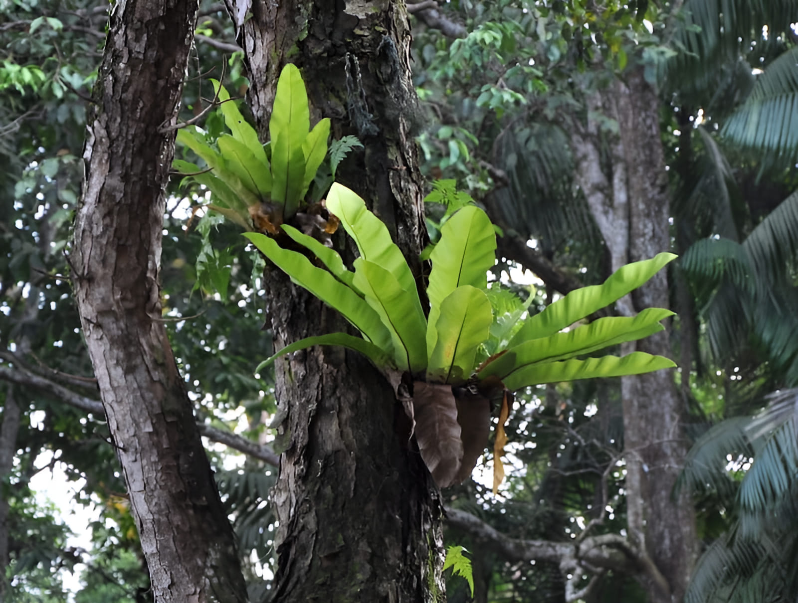 ferns that grow in trees that look like birds nest
