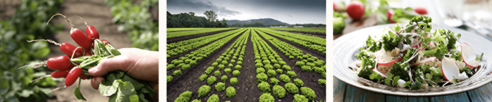 the path toward food literacy