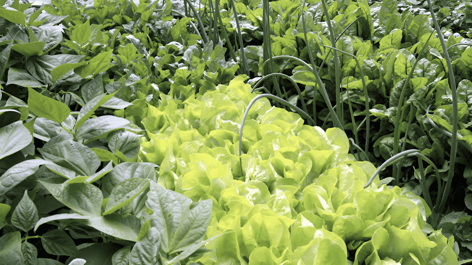 climate change and agriculture