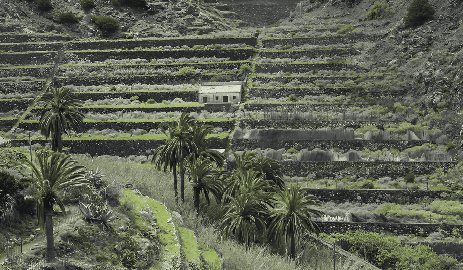 traditional agriculture