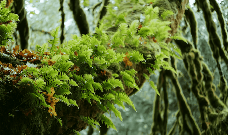 plant life growing high in the forest canopy