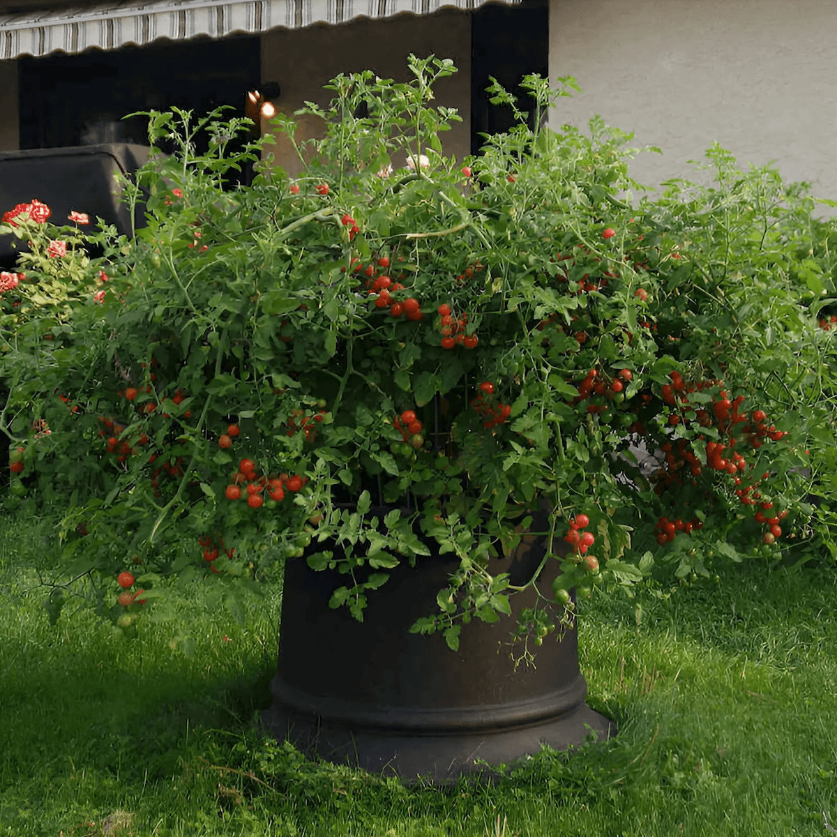 A mature Tomato Volcano growing system with dense tomato foliage and numerous developing tomatoes extending around a compact container and support structure.