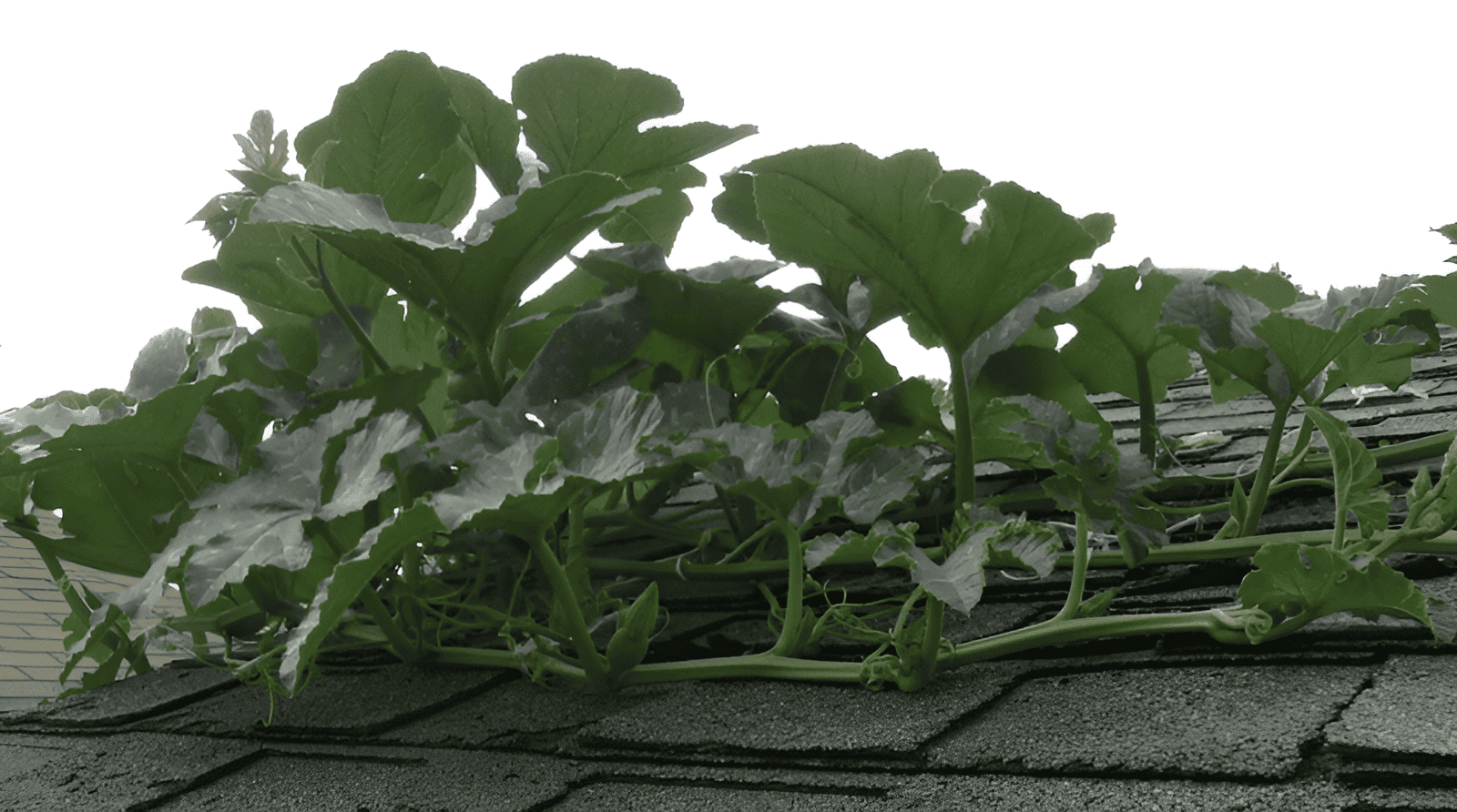 grow to give food island