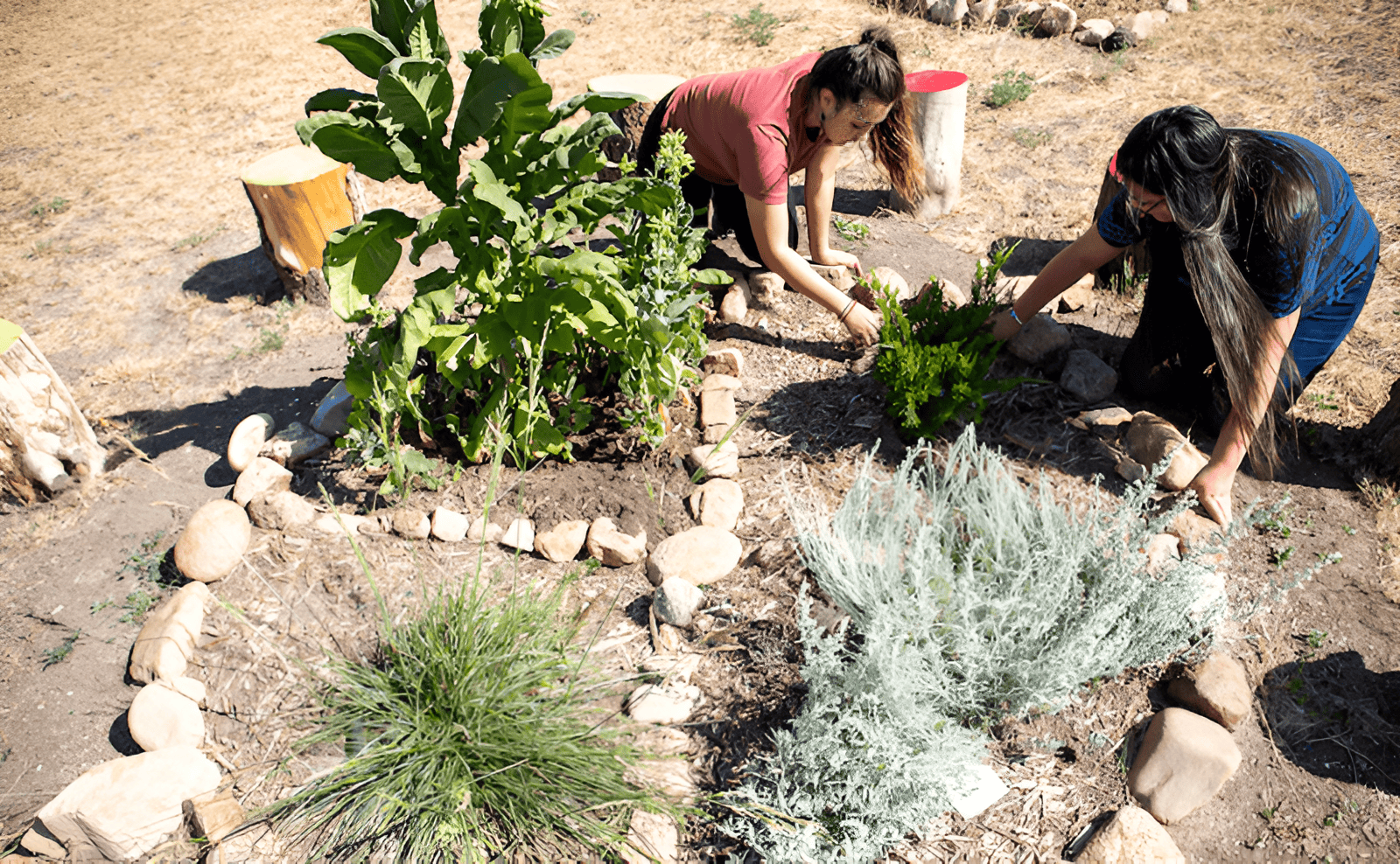 Indigenous cultural garden showing traditional agriculture and community food systems