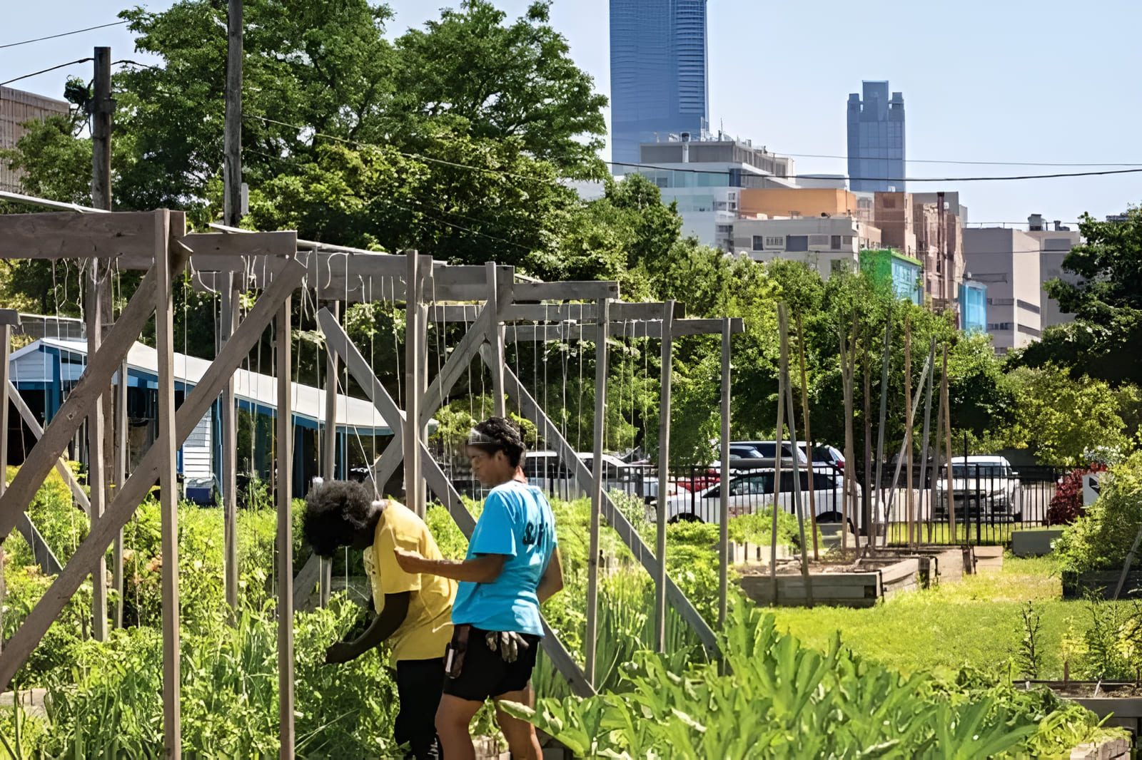 urban community garden producing fresh vegetables for neighborhood residents