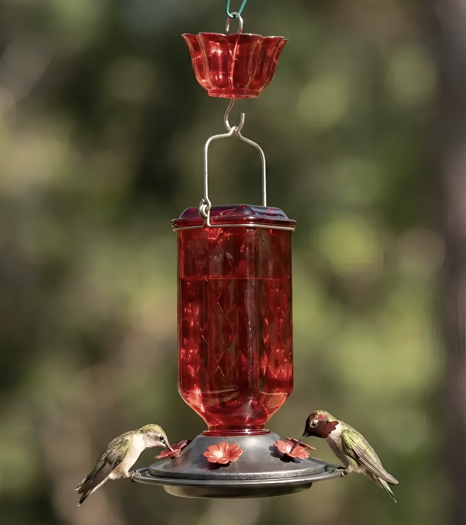 Kingsyard: Premium Bird Feeders, Houses and Accessories