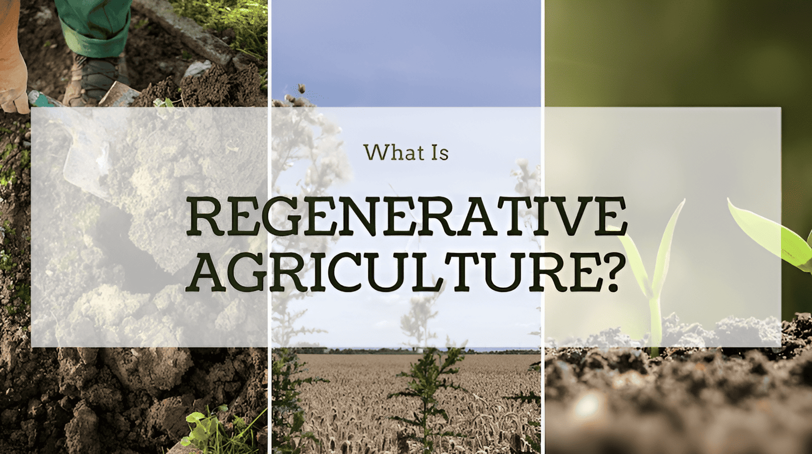 Regenerative agriculture practices improving soil health on farms and gardens