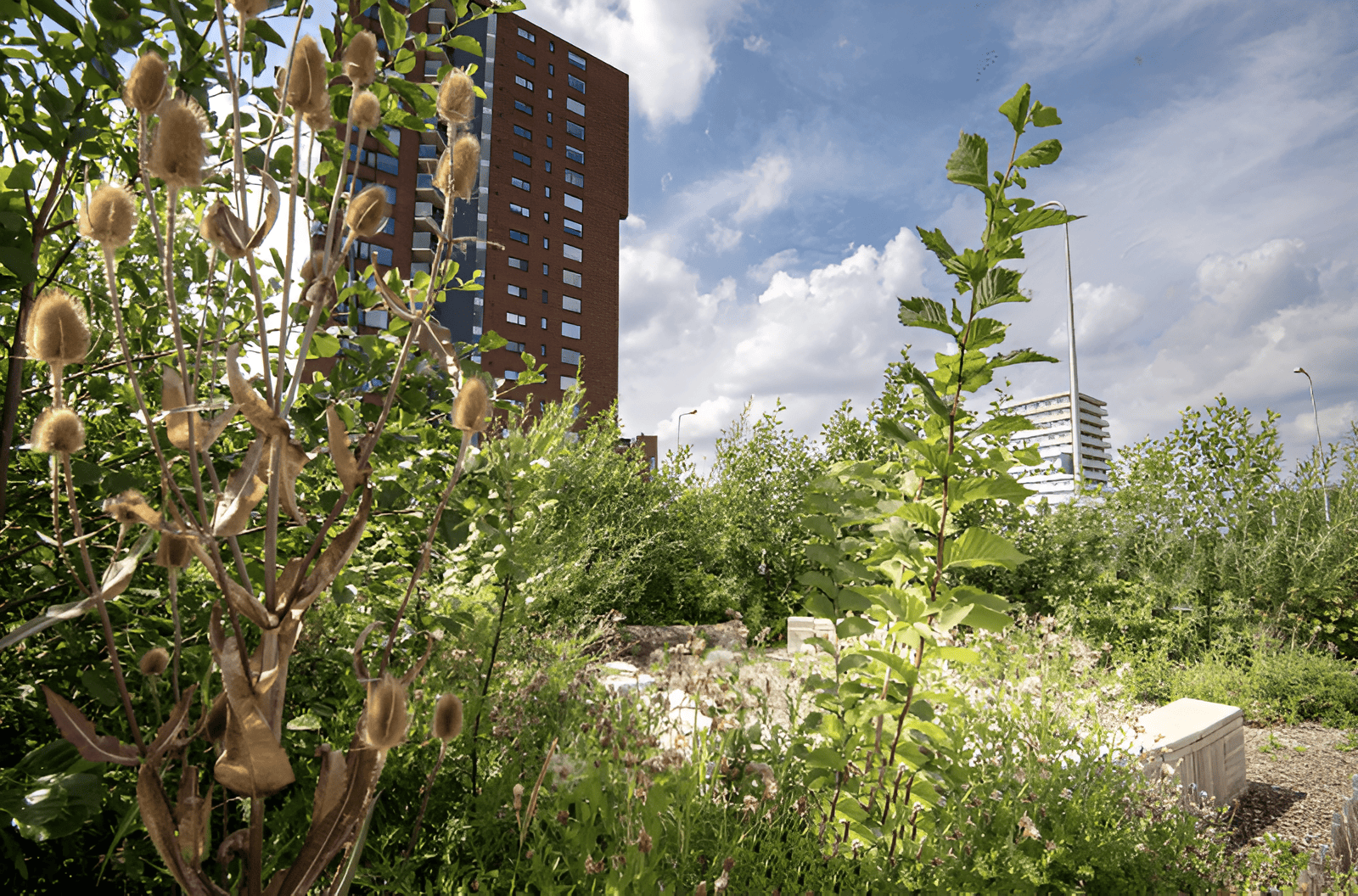 Rewilded landscape showing habitat restoration, native vegetation, and biodiversity recovery