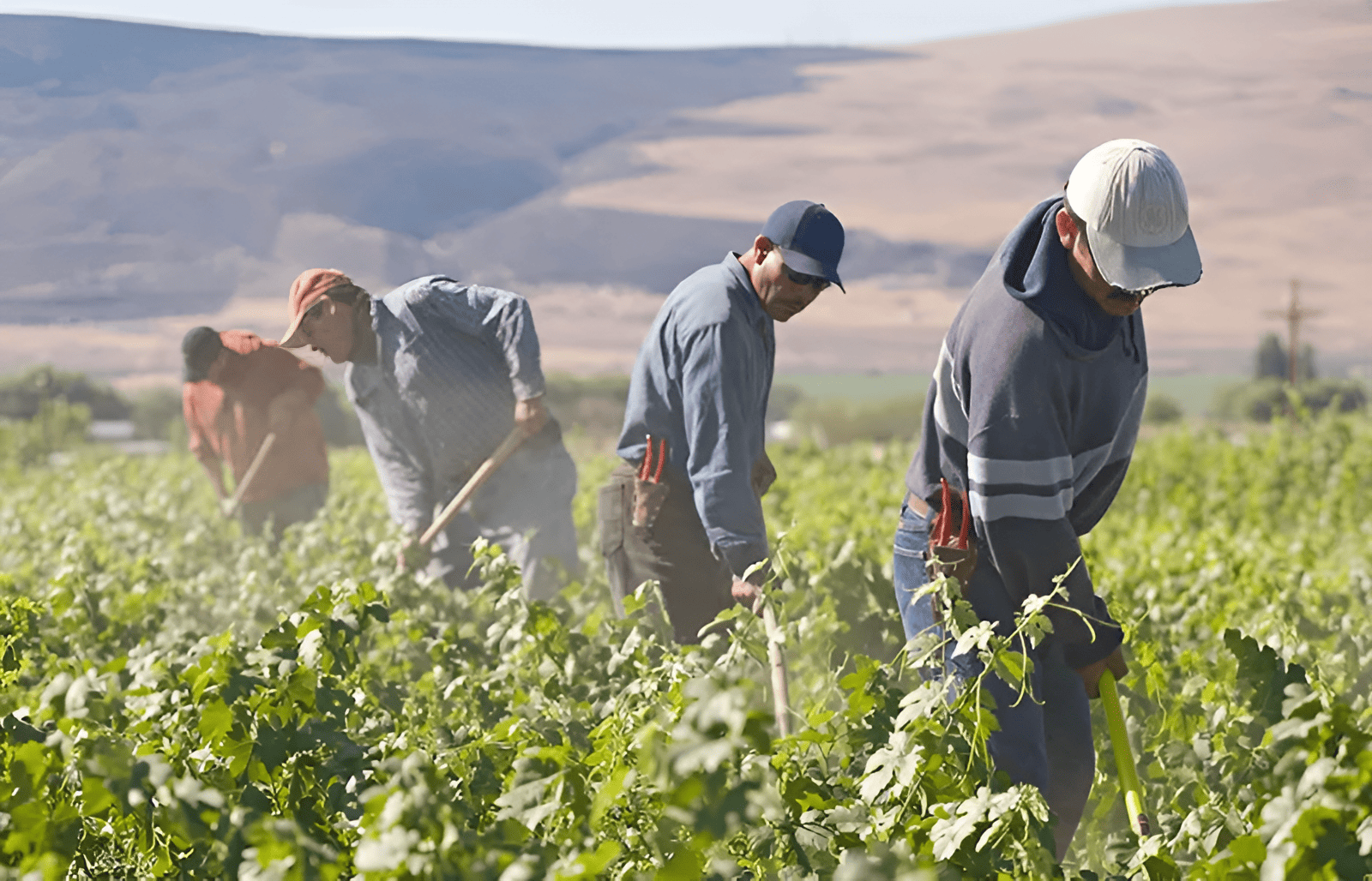 growing to give community farm