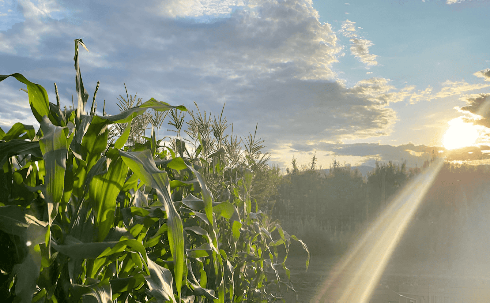 purpose-driven leadership and social enterprise vision